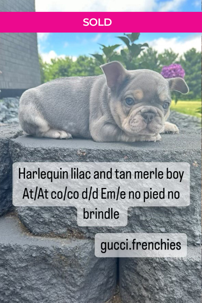 Harlequin french best sale bulldog