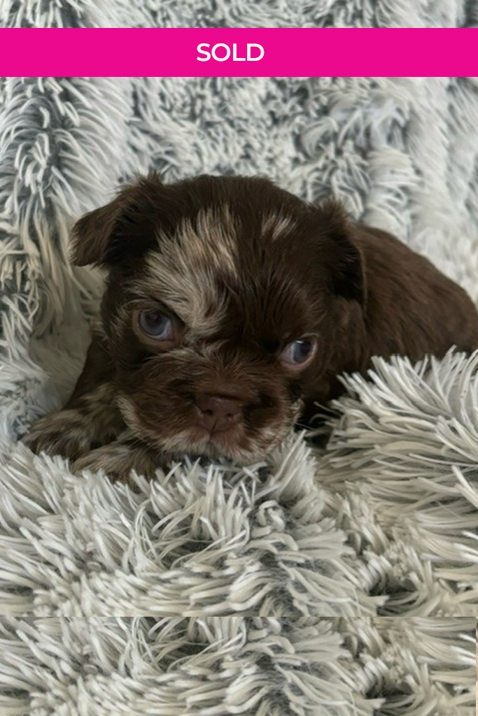 Sold-Puppy-female-rojo-fluffy-merle-7