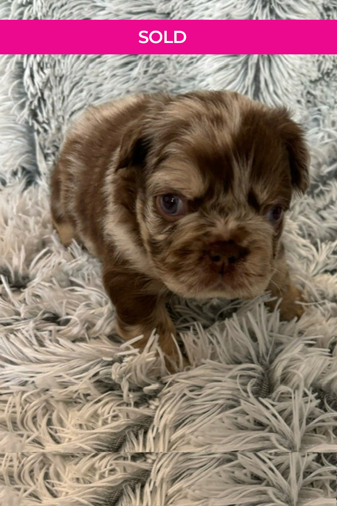 Sold-Puppy-male-rojo-fluffy-merle