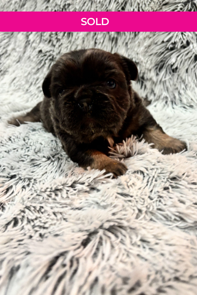 Sold-Puppy-black-and-tan-fluffy-12-8-24