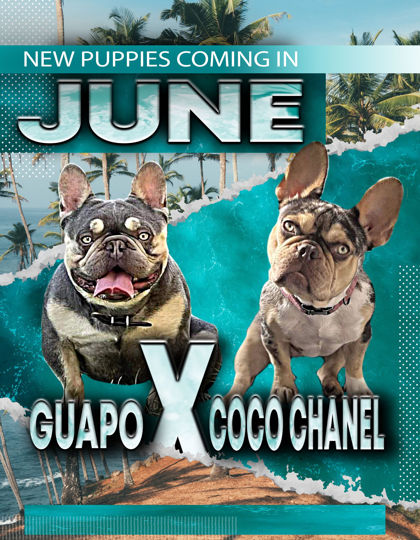 gucci-frenchies