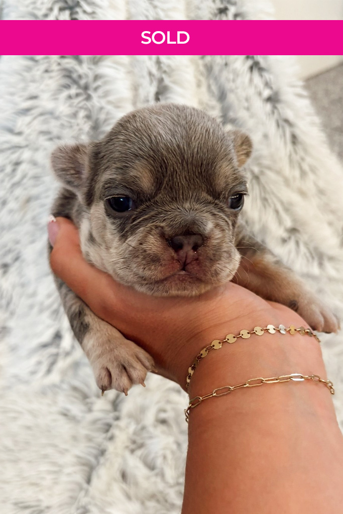 Gypsy-Sold-Puppy-Banner