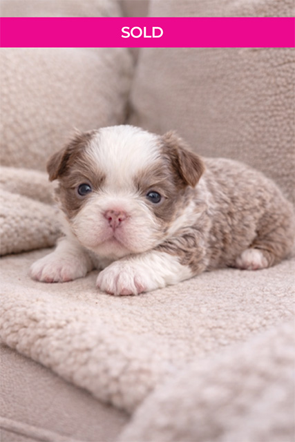 Harlow Sold Puppy Banner
