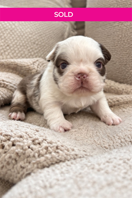 Haven Sold Puppy Banner